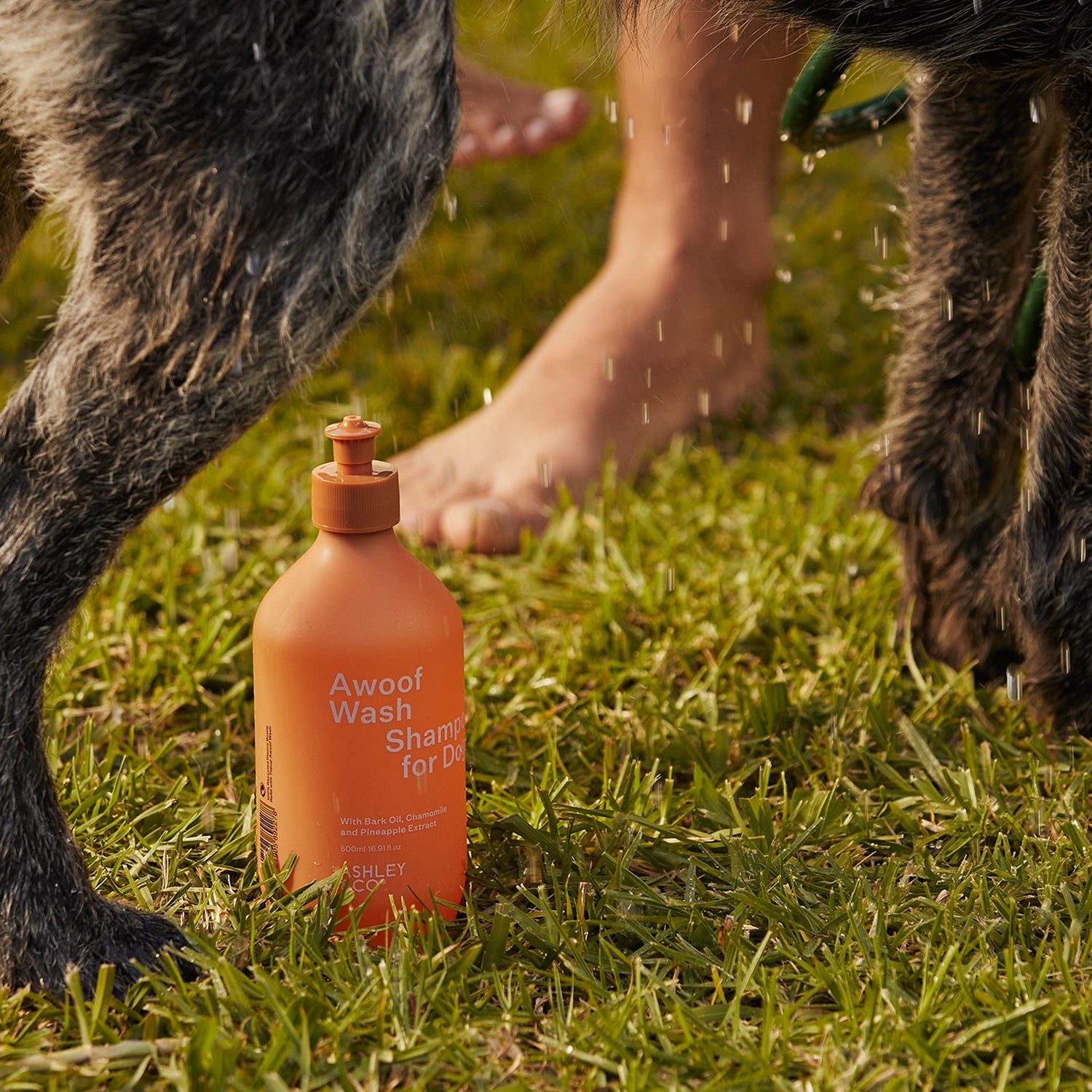 ashley + co | awoof wash dog shampoo | topup