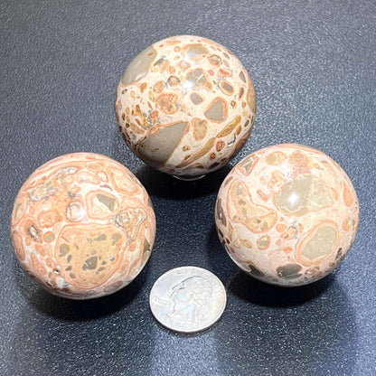 Leopardite Sphere Carving (1.5 Inch)(Leopard Skin Jasper)