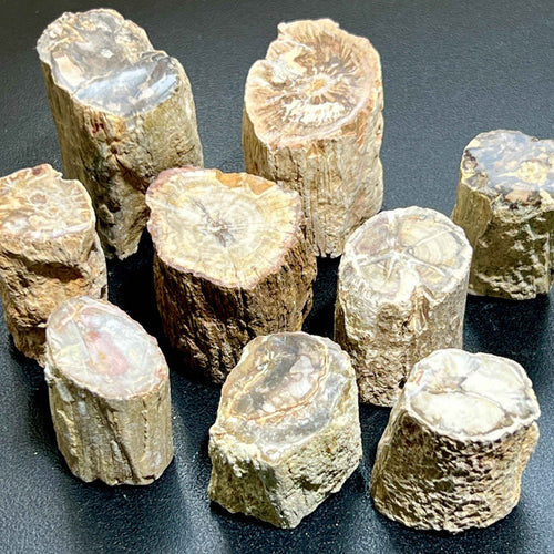 Petrified Wood Slices (By The Piece or Pound) Rough Carving Wholesale